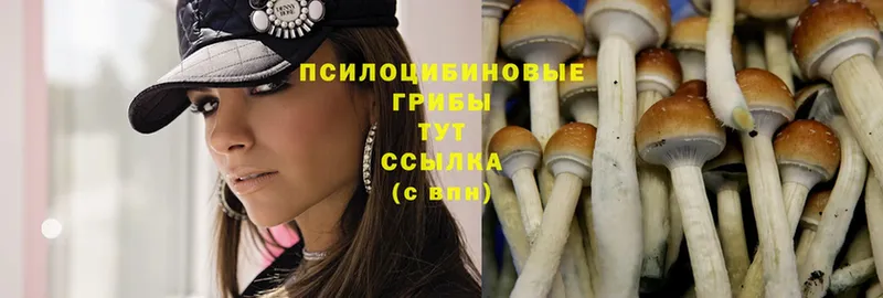 Псилоцибиновые грибы Psilocybe  Белокуриха 